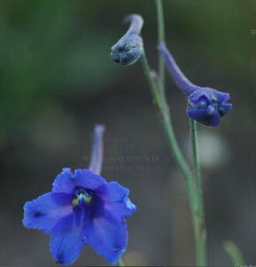 光莖翠雀花 光莖翠雀花