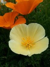 金英花[植物名]