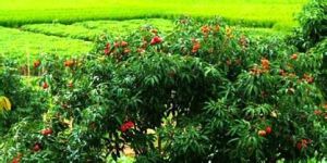 涪陵荔枝園 涪陵荔枝園