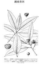 越南青岡 越南青岡