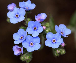 密花齒緣草 密花齒緣草