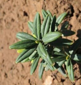 唐古特瑞香 唐古特瑞香