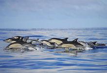 短吻真海豚群