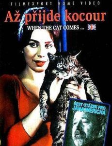 卡桑德拉貓 卡桑德拉貓