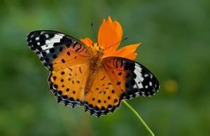 白帶鋸蛺蝶 白帶鋸蛺蝶