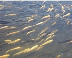 花羔紅斑鮭 花羔紅斑鮭