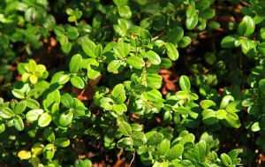 岩生越桔 岩生越桔