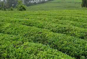 茶園