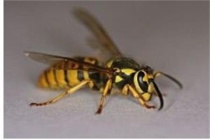 常見黃胡蜂 常見黃胡蜂