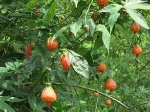 紋瓣懸鈴花 紋瓣懸鈴花
