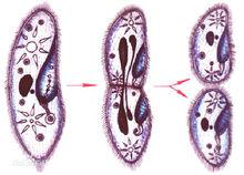 草履蟲的分裂生殖過程