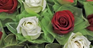 甬道街花鳥市場 甬道街花鳥市場