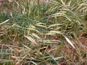 安格雀麥 安格雀麥