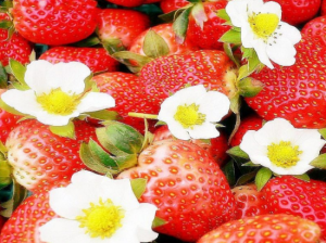 青島夏莊菜盛源草莓採摘