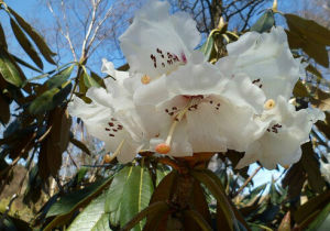 寬柄杜鵑 寬柄杜鵑