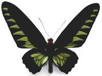 咬鵑翠葉紅頸鳳蝶(雄)