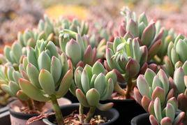 青星美人 青星美人