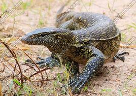 平原巨蜥 平原巨蜥