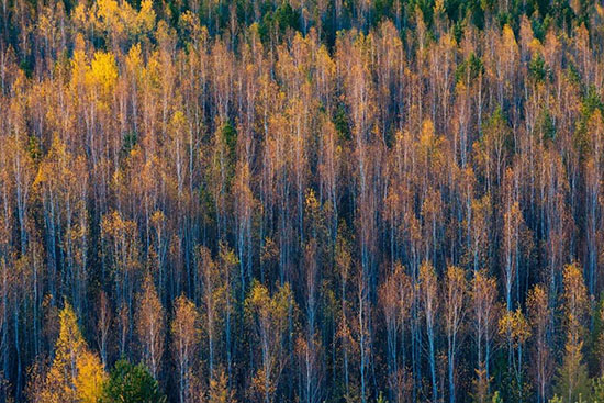 媲美白哈巴、不輸額濟納,它才是最美麗的北國之秋!