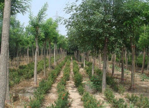 常綠臭椿 常綠臭椿