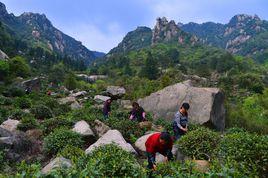 九華佛茶 九華佛茶