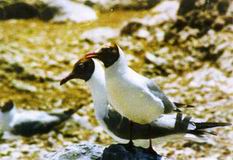 鳥島自然保護區