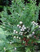 灰葉美國扁柏 灰葉美國扁柏