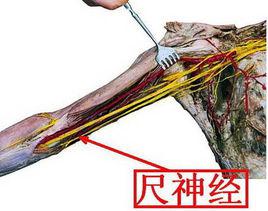 尺神經 尺神經