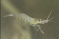 脊尾白蝦