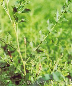 脹果甘草 脹果甘草