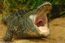 鄂魚[爬行動物]