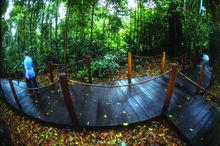 植物園熱帶雨林