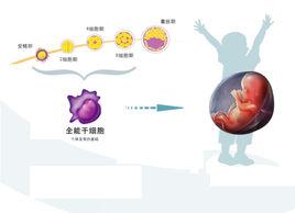 全能幹細胞 全能幹細胞