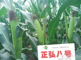 正弘八號 正弘八號