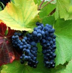 深裂山葡萄 深裂山葡萄