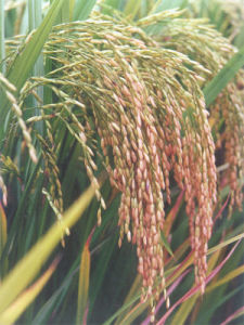 德農2000 德農2000