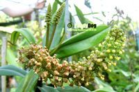 剛毛豬籠草的花序