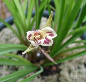 蒼山奇蝶 蒼山奇蝶