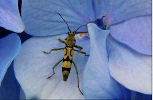 淡黑虎天牛 淡黑虎天牛