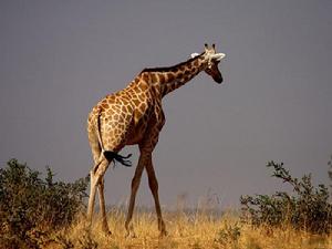 長頸鹿西非亞種