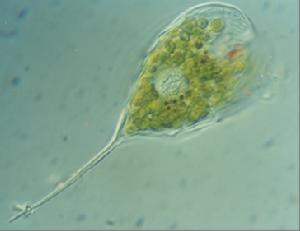 長尾扁裸藻 長尾扁裸藻