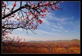 泗水桃花節 泗水桃花節