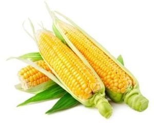 水果玉米 水果玉米