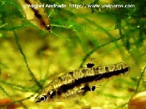 福爾摩莎鱂 福爾摩莎鱂