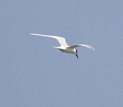 Thalasseus sandvicensis - Avibase