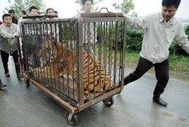 華南虎赴南非“娶妻” 華南虎赴南非“娶妻”