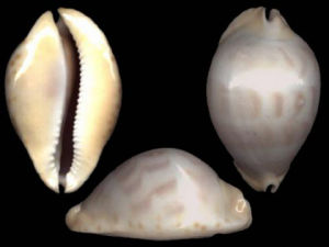 白檀寶螺 白檀寶螺