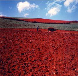 紅色土 紅色土