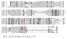 IL-17家族同源性分析