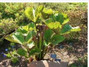 盈江南星 盈江南星